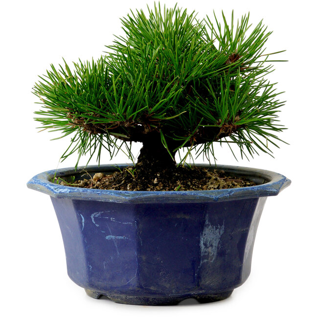 Pinus thunbergii, 16 cm, ca. 15 Jahre alt, mit einem Wurzelansatz von 3 cm