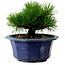 Pinus thunbergii, 16 cm, ± 15 years old, with a nebari of 3 cm