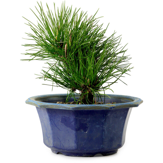 Pinus thunbergii, 16 cm, ca. 15 Jahre alt, mit einem Wurzelansatz von 3 cm
