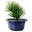 Pinus thunbergii, 16 cm, ± 15 years old, with a nebari of 3 cm