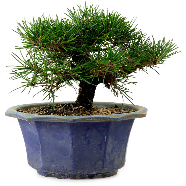 Pinus thunbergii, 16 cm, ± 15 años de edad, con un nebari de 3 cm.