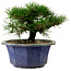 Pinus thunbergii, 16 cm, ± 15 years old, with a nebari of 3 cm