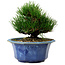 Pinus thunbergii, 16 cm, ± 15 years old, with a nebari of 3 cm