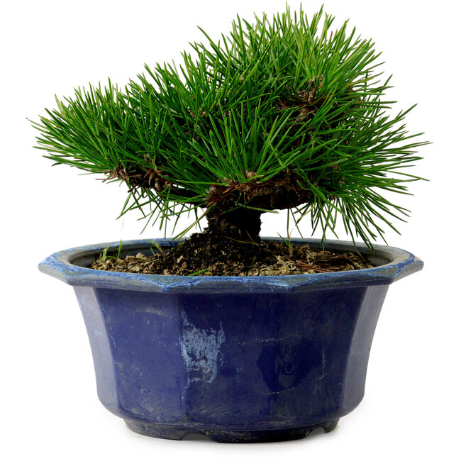 Pinus thunbergii, 16 cm, ± 15 años de edad, con un nebari de 3 cm.