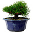 Pinus thunbergii, 16 cm, ca. 15 Jahre alt, mit einem Wurzelansatz von 3 cm