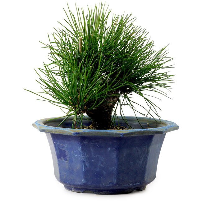 Pinus thunbergii, 16 cm, ± 15 años de edad, con un nebari de 3 cm.