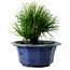 Pinus thunbergii, 16 cm, ± 15 años de edad, con un nebari de 3 cm.