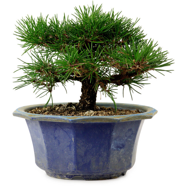 Pinus thunbergii, 16 cm, ± 15 años de edad, con un nebari de 3 cm.