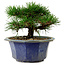 Pinus thunbergii, 16 cm, ca. 15 Jahre alt, mit einem Wurzelansatz von 3 cm