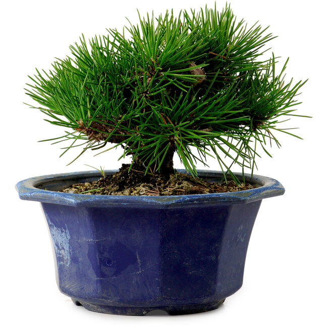 Pinus thunbergii, 16 cm, ± 15 ans, avec un nebari de 3 cm