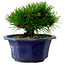 Pinus thunbergii, 16 cm, ± 15 ans, avec un nebari de 3 cm