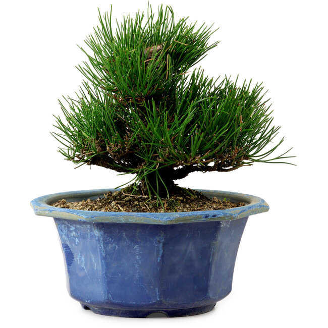 Pinus thunbergii, 16 cm, ca. 15 Jahre alt, mit einem Wurzelansatz von 3 cm