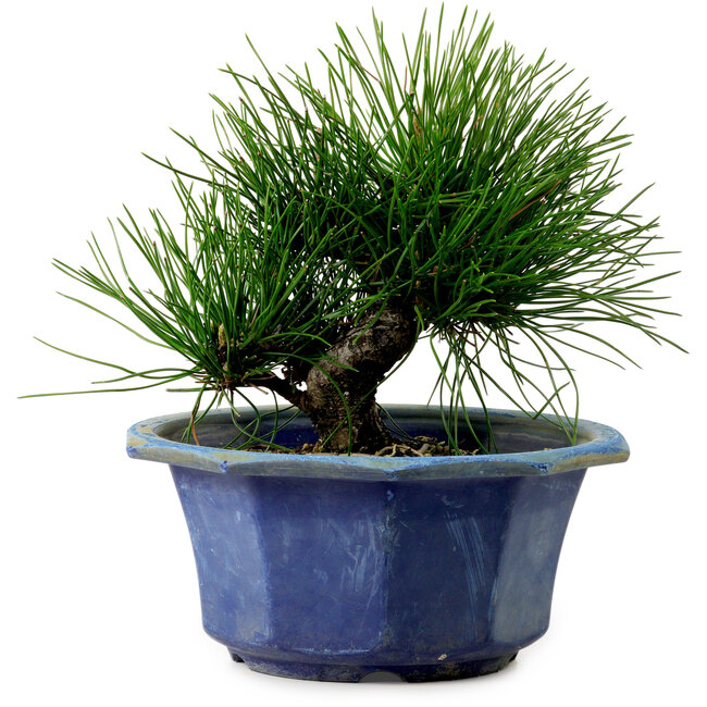 Pinus thunbergii, 16 cm, ca. 15 Jahre alt, mit einem Wurzelansatz von 3 cm