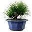 Pinus thunbergii, 16 cm, ± 15 años de edad, con un nebari de 3 cm.