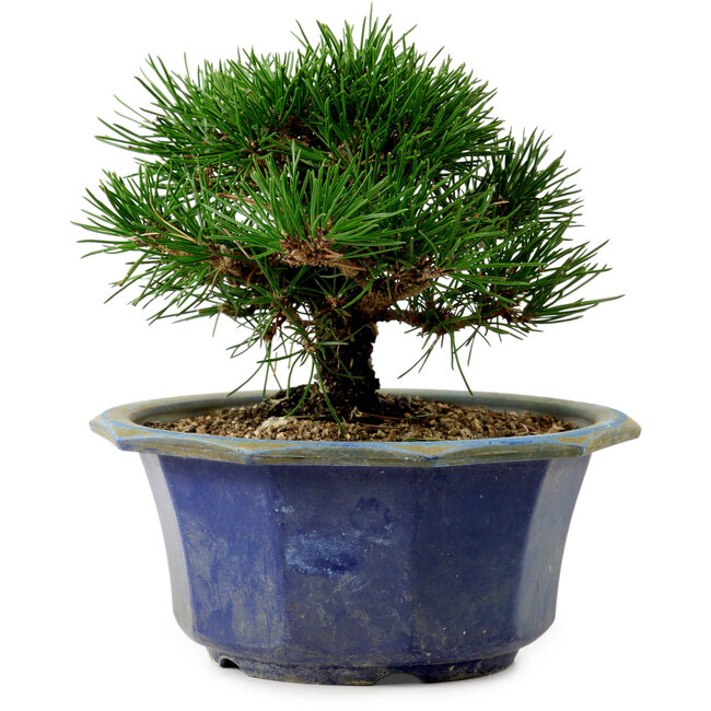 Pinus thunbergii, 16 cm, ± 15 years old, with a nebari of 3 cm