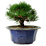 Pinus thunbergii, 16 cm, ± 15 years old, with a nebari of 3 cm