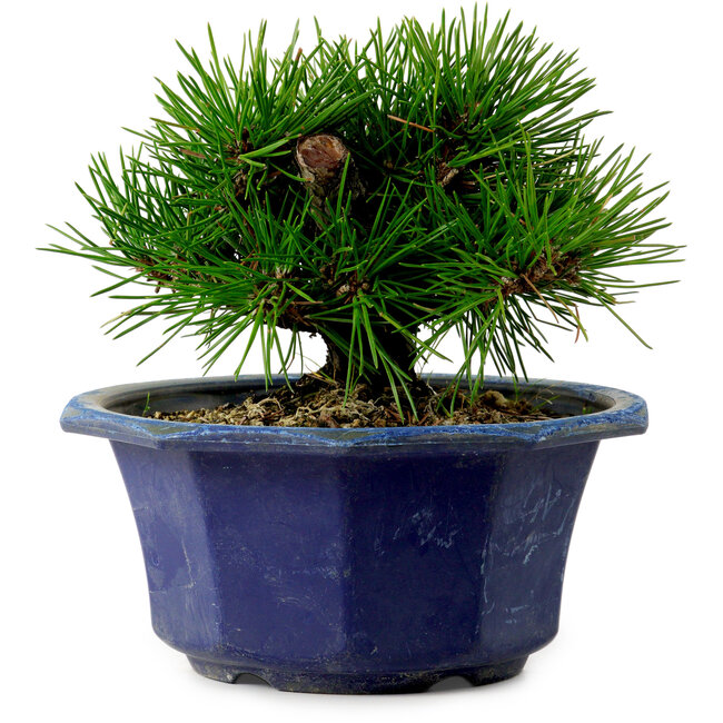 Pinus thunbergii, 16 cm, ± 15 ans, avec un nebari de 3 cm
