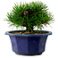 Pinus thunbergii, 16 cm, ± 15 anni, con nebari di 3 cm