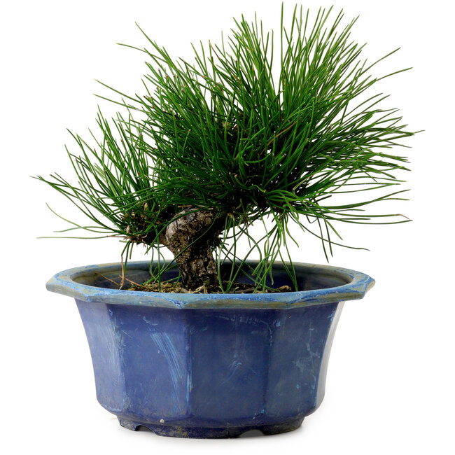 Pinus thunbergii, 16 cm, ± 15 años de edad, con un nebari de 3 cm.