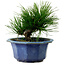 Pinus thunbergii, 16 cm, ± 15 years old, with a nebari of 3 cm