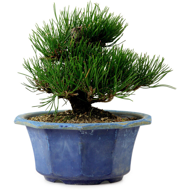 Pinus thunbergii, 16 cm, ± 15 years old, with a nebari of 3 cm