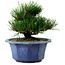Pinus thunbergii, 16 cm, ca. 15 Jahre alt, mit einem Wurzelansatz von 3 cm