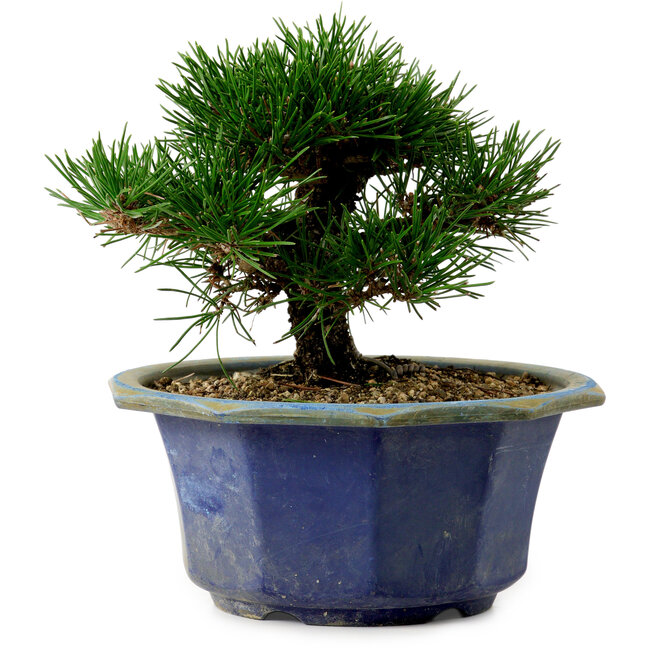 Pinus thunbergii, 16 cm, ± 15 jaar oud, met een nebari van 3 cm