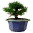 Pinus thunbergii, 16 cm, ca. 15 Jahre alt, mit einem Wurzelansatz von 3 cm