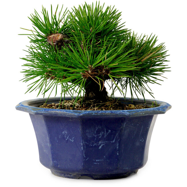Pinus thunbergii, 16 cm, ± 15 años de edad, con un nebari de 3 cm.