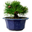 Pinus thunbergii, 16 cm, ± 15 years old, with a nebari of 3 cm