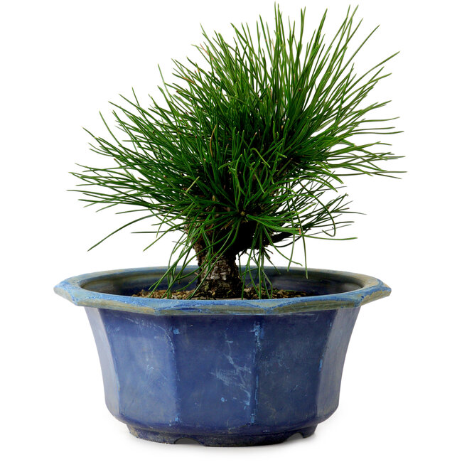 Pinus thunbergii, 16 cm, ca. 15 Jahre alt, mit einem Wurzelansatz von 3 cm