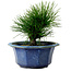 Pinus thunbergii, 16 cm, ± 15 anni, con nebari di 3 cm