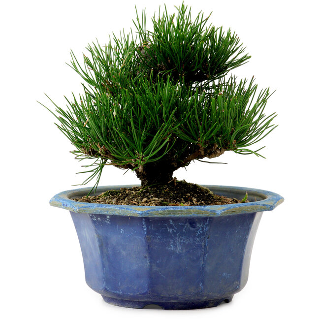 Pinus thunbergii, 16 cm, ca. 15 Jahre alt, mit einem Wurzelansatz von 3 cm