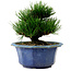 Pinus thunbergii, 16 cm, ca. 15 Jahre alt, mit einem Wurzelansatz von 3 cm