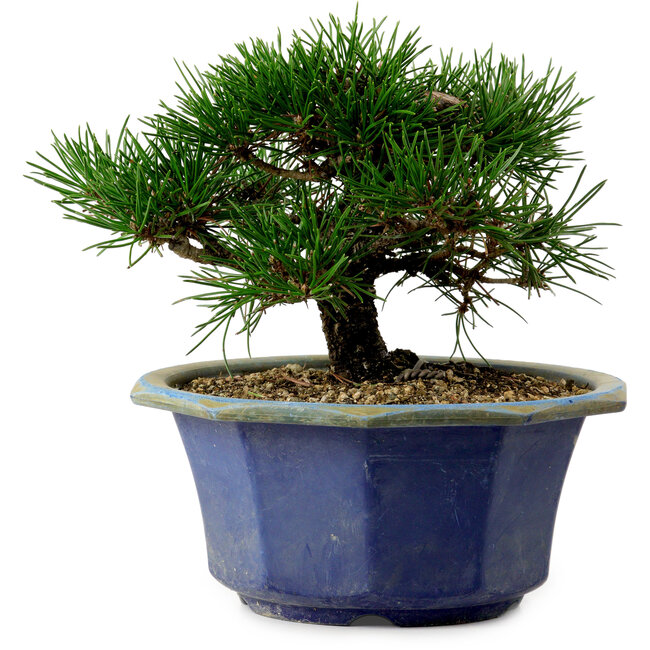 Pinus thunbergii, 16 cm, ± 15 anni, con nebari di 3 cm