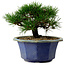 Pinus thunbergii, 16 cm, ± 15 anni, con nebari di 3 cm