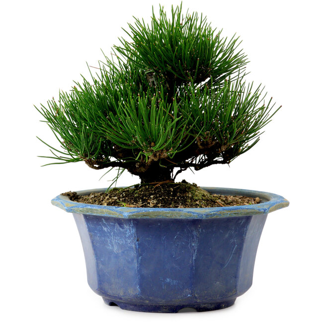 Pinus thunbergii, 16 cm, ± 15 anni, con nebari di 3 cm