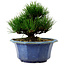 Pinus thunbergii, 16 cm, ± 15 anni, con nebari di 3 cm