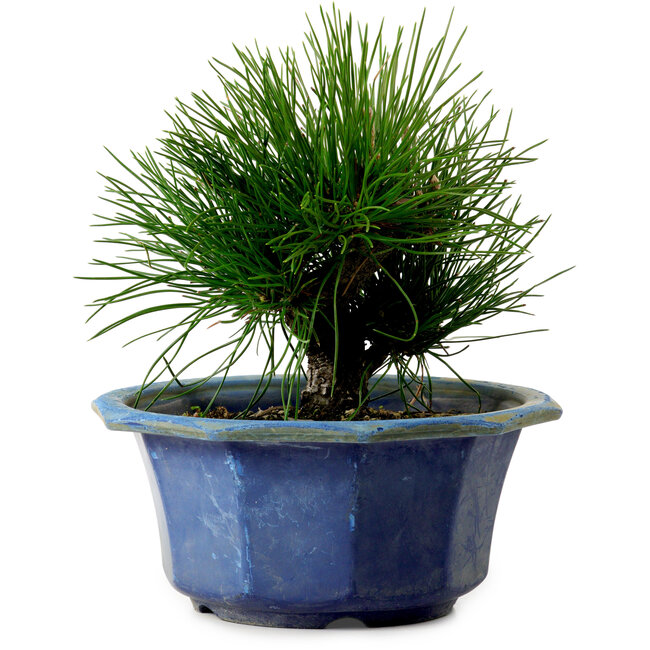 Pinus thunbergii, 16 cm, ± 15 anni, con nebari di 3 cm