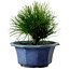 Pinus thunbergii, 16 cm, ca. 15 Jahre alt, mit einem Wurzelansatz von 3 cm