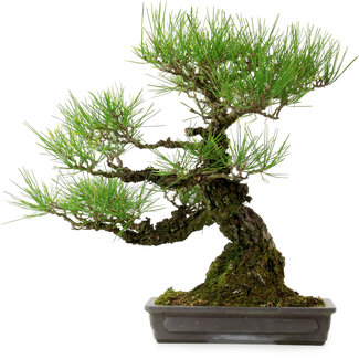 Pinus thunbergii, 40 cm, ± 20 jaar oud