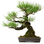 Pinus thunbergii, 40 cm, ± 20 años de edad, con un nebari de 12 cm.