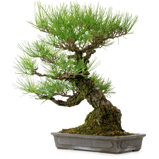 Pinus thunbergii, 40 cm, ± 20 years old, with a nebari of 12 cm