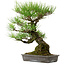Pinus thunbergii, 40 cm, ± 20 jaar oud, met een nebari van 12 cm.
