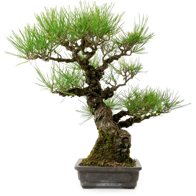 Pinus thunbergii, 40 cm, ± 20 years old, with a nebari of 12 cm