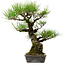 Pinus thunbergii, 40 cm, ± 20 years old, with a nebari of 12 cm