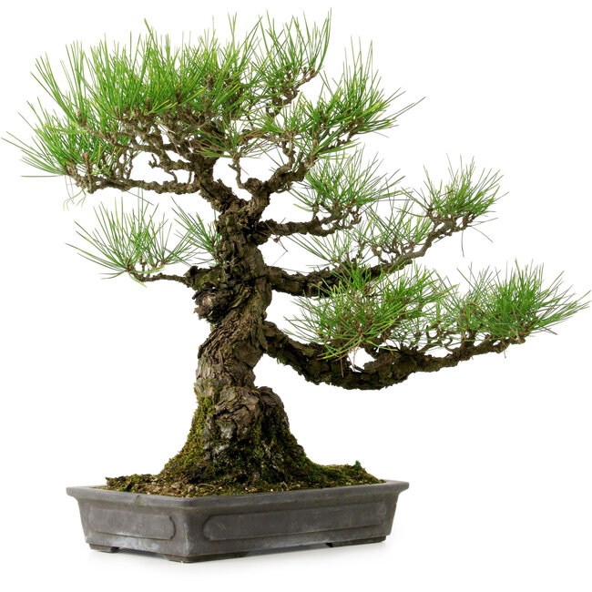 Pinus thunbergii, 40 cm, ca. 20 Jahre alt, mit einem Wurzelhals von 12 cm