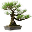 Pinus thunbergii, 40 cm, ± 20 anni, con nebari di 12 cm