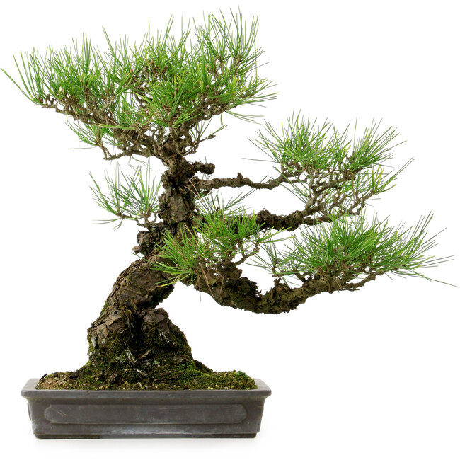 Pinus thunbergii, 40 cm, ± 20 años de edad, con un nebari de 12 cm.