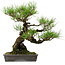 Pinus thunbergii, 40 cm, ± 20 jaar oud, met een nebari van 12 cm.